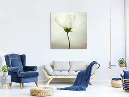 canvas-print-white-cosmos