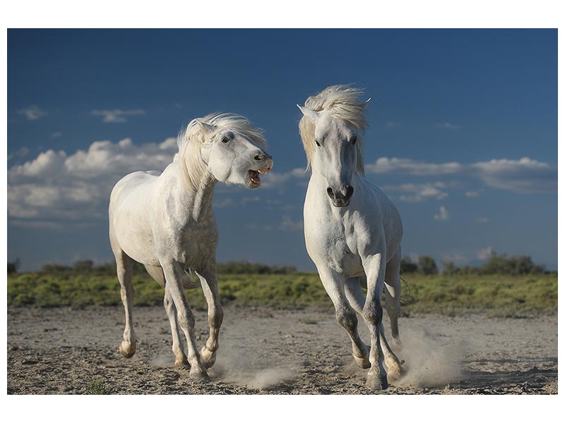 canvas-print-white-horses-x