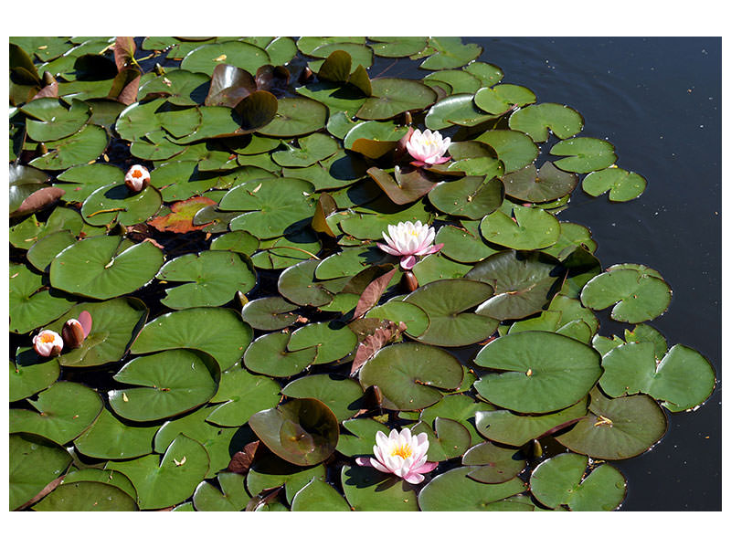 canvas-print-white-water-lilies-in-the-pond