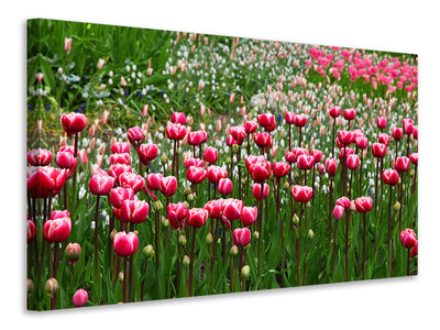 canvas-print-wild-tulip-field