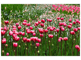 canvas-print-wild-tulip-field