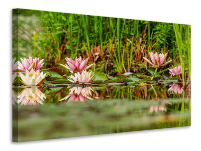 canvas-print-wild-water-lilies