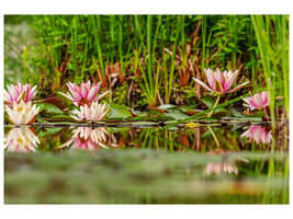 canvas-print-wild-water-lilies