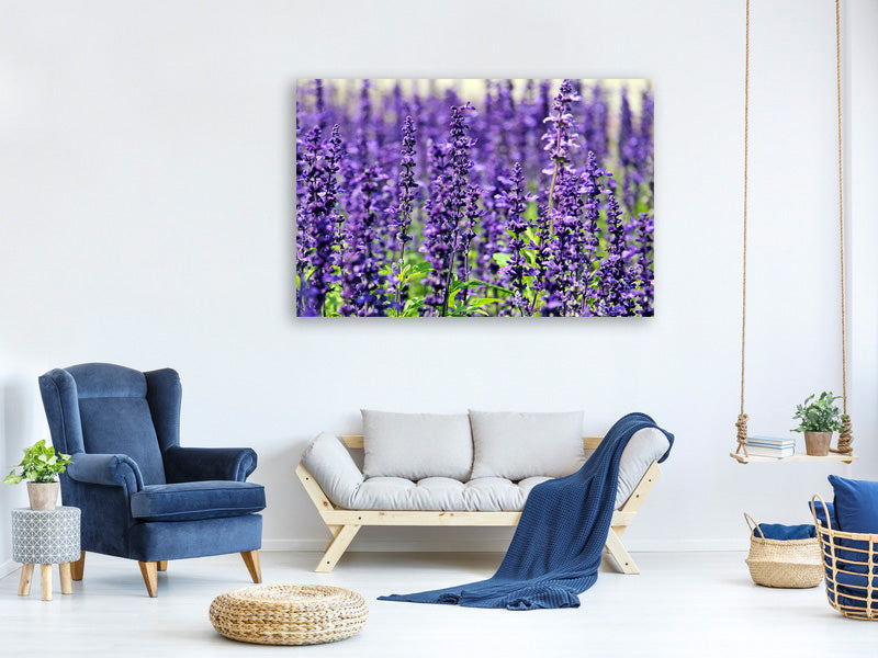canvas-print-xl-lavender