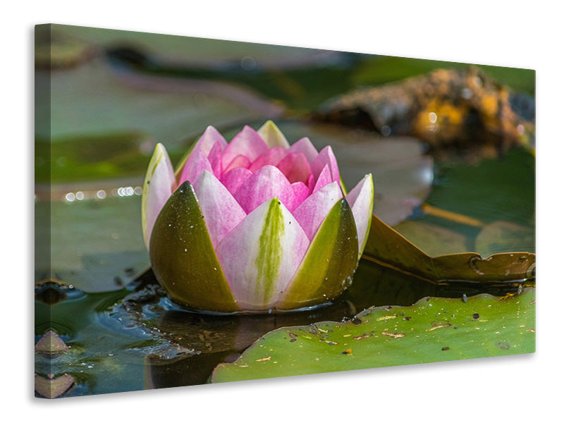 canvas-print-xl-water-lily-in-pink
