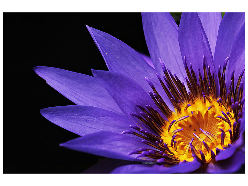 canvas-print-xl-water-lily-in-purple