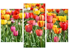 modern-3-piece-canvas-print-a-colorful-tulip-field