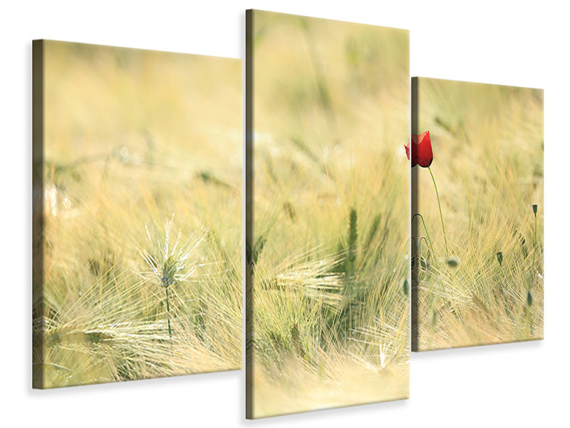 modern-3-piece-canvas-print-a-poppy