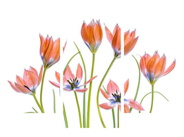 modern-3-piece-canvas-print-apricot-tulips