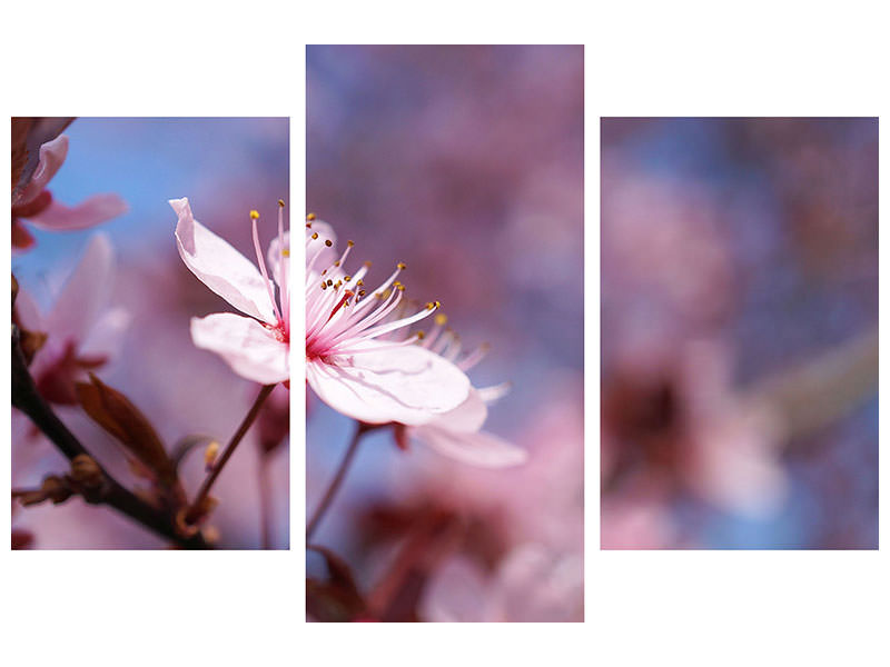 modern-3-piece-canvas-print-close-up-cherry-blossom
