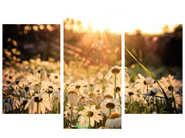 modern-3-piece-canvas-print-daisies-at-sunset