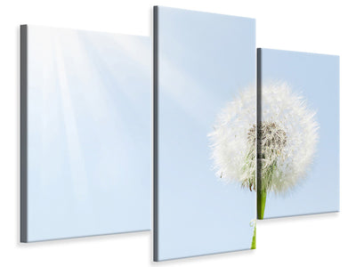 modern-3-piece-canvas-print-dandelion-in-sunbeam