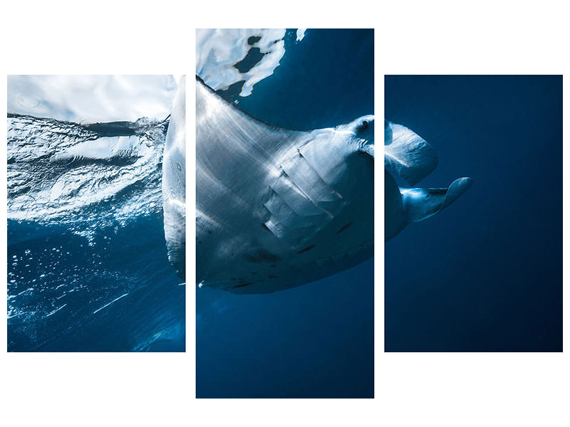 modern-3-piece-canvas-print-flying-manta-ray