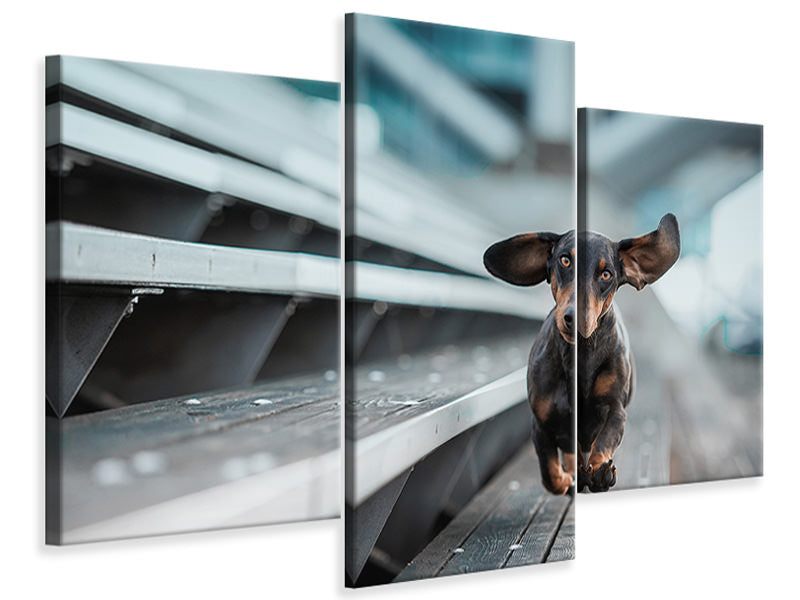 modern-3-piece-canvas-print-little-dog