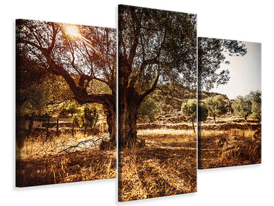 modern-3-piece-canvas-print-olive-grove