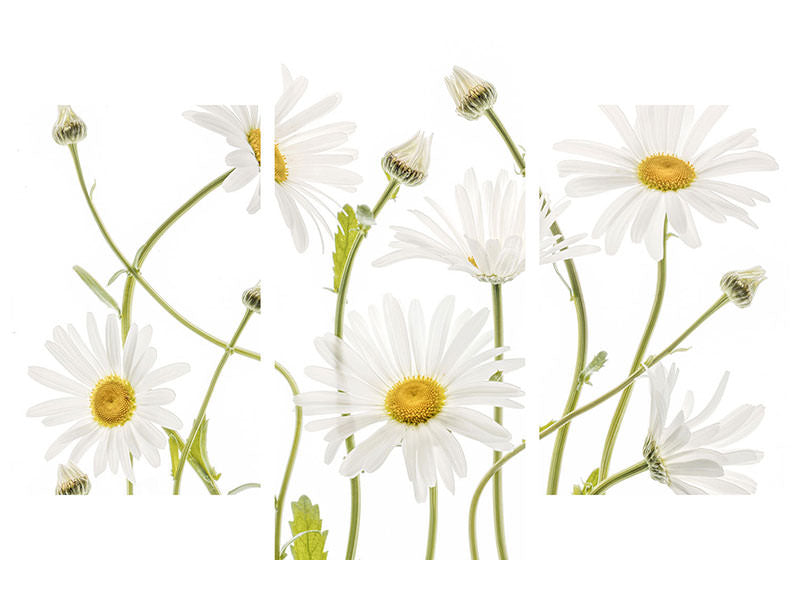 modern-3-piece-canvas-print-ox-eye-daisies