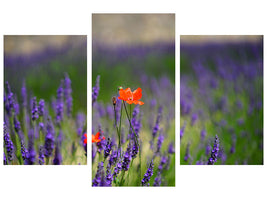 modern-3-piece-canvas-print-poppy-in-the-lavender