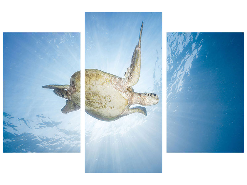 modern-3-piece-canvas-print-sea-turtle-green-turtle