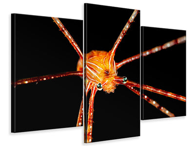 modern-3-piece-canvas-print-spider-squat-lobster