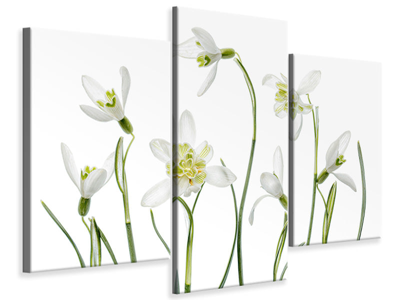 modern-3-piece-canvas-print-spring-snowdrops