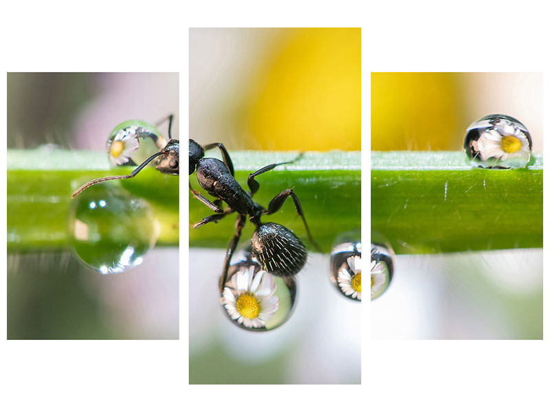 modern-3-piece-canvas-print-the-ant-between-the-drops