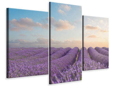 modern-3-piece-canvas-print-the-blooming-lavender-field