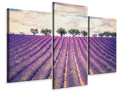 modern-3-piece-canvas-print-the-lavender-field-ii