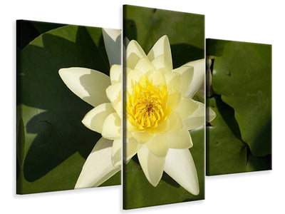 modern-3-piece-canvas-print-the-water-lily-in-yellow