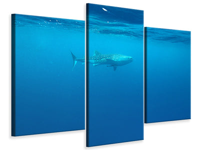 modern-3-piece-canvas-print-the-whale-shark