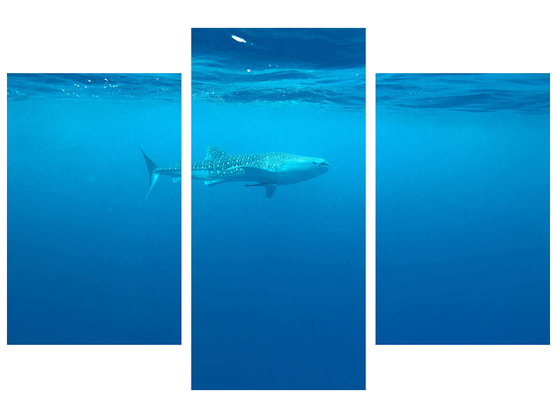 modern-3-piece-canvas-print-the-whale-shark