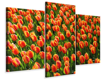 modern-3-piece-canvas-print-tulip-field-in-orange