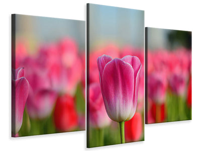 modern-3-piece-canvas-print-tulip-field-in-pink-red