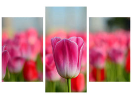 modern-3-piece-canvas-print-tulip-field-in-pink-red
