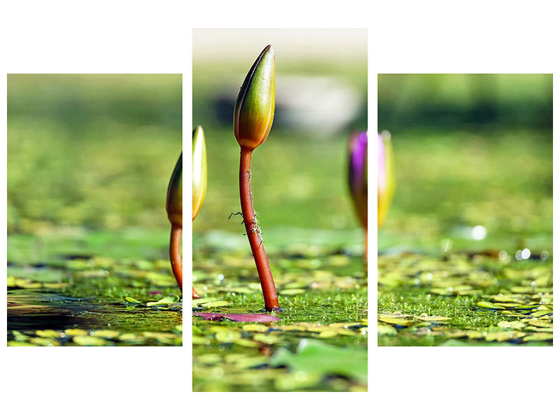 modern-3-piece-canvas-print-water-lilies-in-xl