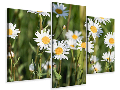 modern-3-piece-canvas-print-xl-daisies