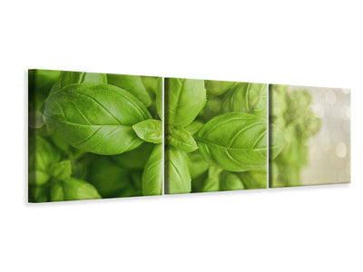 panoramic-3-piece-canvas-print-a-bouquet-of-basil