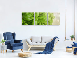 panoramic-3-piece-canvas-print-a-bouquet-of-basil