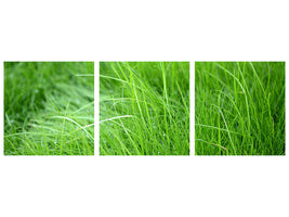 panoramic-3-piece-canvas-print-blades-of-grass