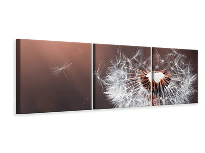 panoramic-3-piece-canvas-print-dandelion-in-the-evening-light