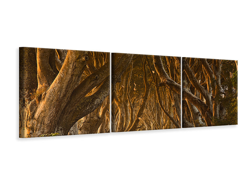 panoramic-3-piece-canvas-print-early-morning-dark-hedges