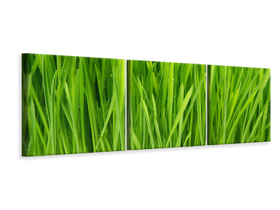 panoramic-3-piece-canvas-print-grass-in-morning-dew
