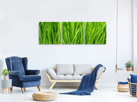 panoramic-3-piece-canvas-print-grass-in-morning-dew