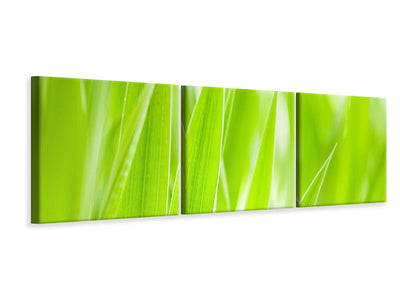 panoramic-3-piece-canvas-print-grass-xxl