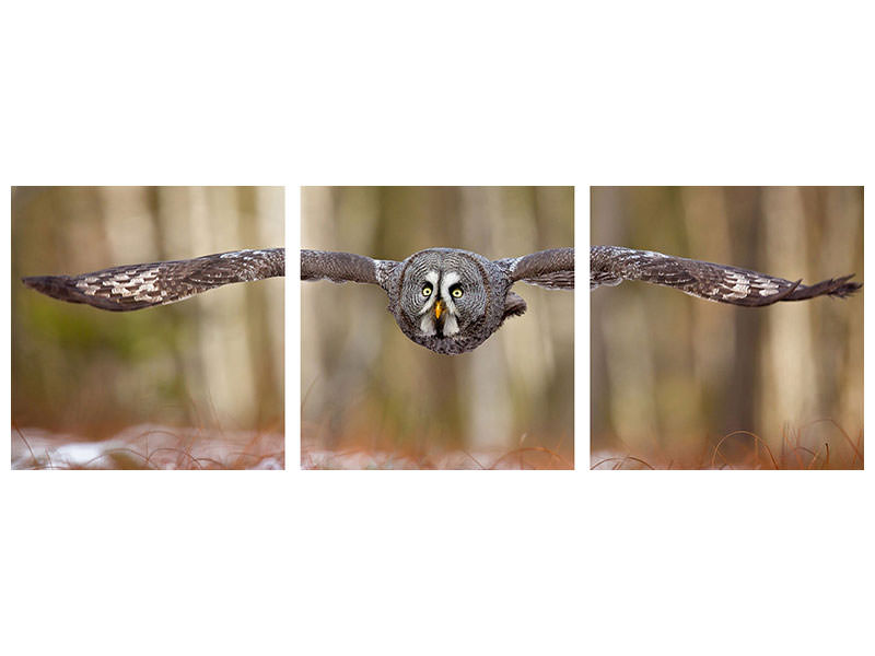 panoramic-3-piece-canvas-print-great-grey-owl