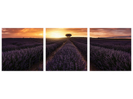 panoramic-3-piece-canvas-print-lavender-sunset