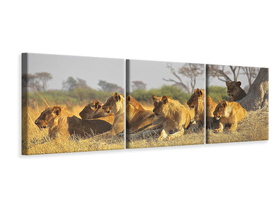 panoramic-3-piece-canvas-print-lion-family