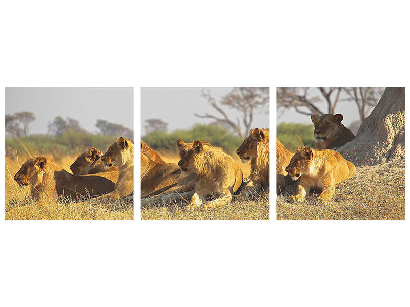 panoramic-3-piece-canvas-print-lion-family