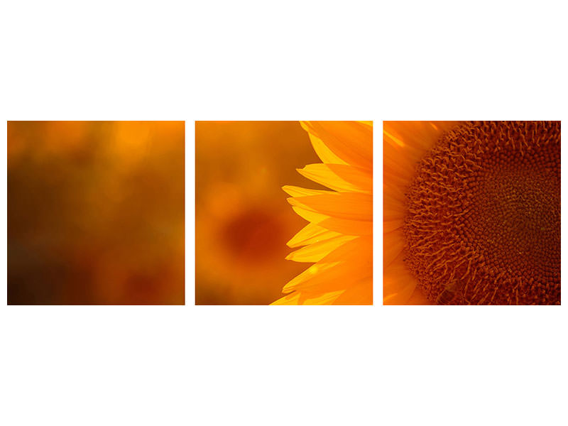 panoramic-3-piece-canvas-print-macro-sunflower
