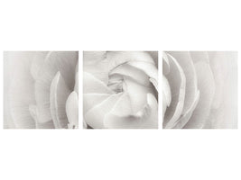 panoramic-3-piece-canvas-print-ranunculus