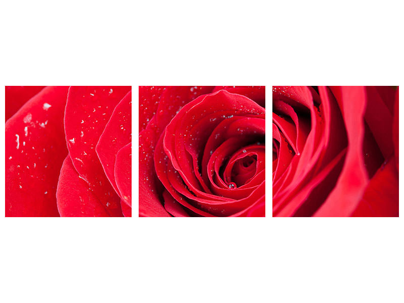 panoramic-3-piece-canvas-print-red-rose-in-morning-dew
